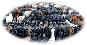 दशैँमा खसी बोका च्याँग्रा किन्दै हुनहुन्छ ? — डा. केदार कार्की