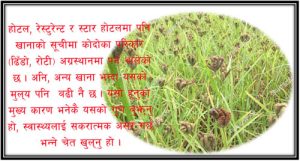 कोदो खाद्य सुरक्षा जलवायु संकट र पोषण समाधान गर्न आवश्यक -डा. केदार कार्की