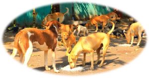 छाड़ा कुकुर बेसहारा पशु या जनजीवन दोषी को ? -डा. केदार कार्की, वरिष्ठ पशु चिकित्सक
