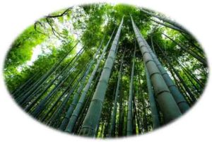 घरको कुन दिशामा बाँसको बिरुवा रोप्नु उचित