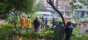 हावाहुरीले कुपण्डोलमा रुख ढल्यो, सडक अवरुद्ध