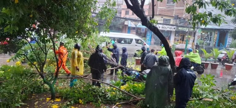 हावाहुरीले कुपण्डोलमा रुख ढल्यो, सडक अवरुद्ध